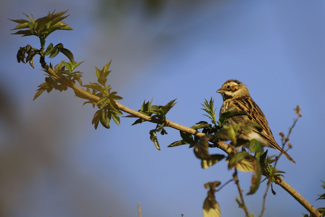 Richiesta Aiuto Id - Migliarino di palude o .... ?
